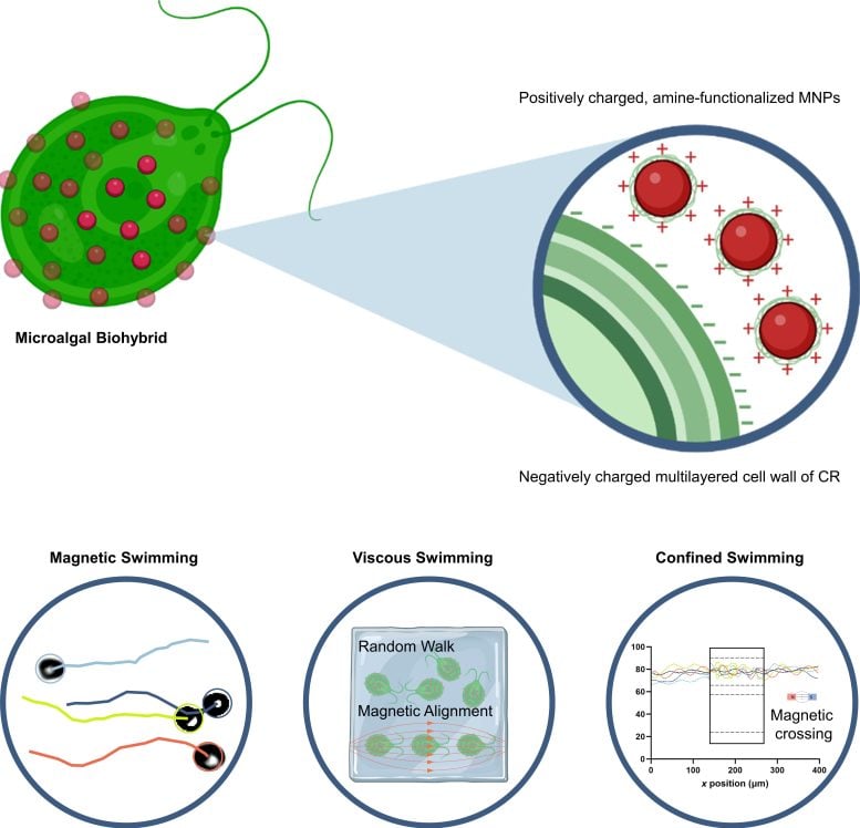 Alga Covered in Magnetic Material Infographic