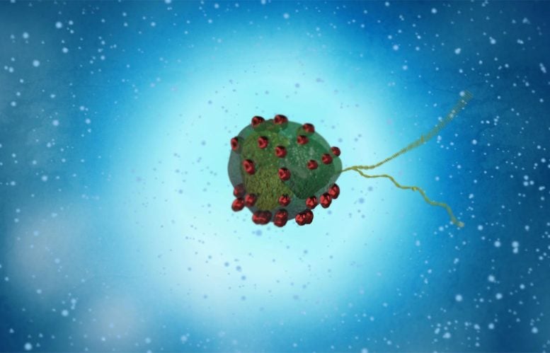 Alga Covered in Magnetic Material