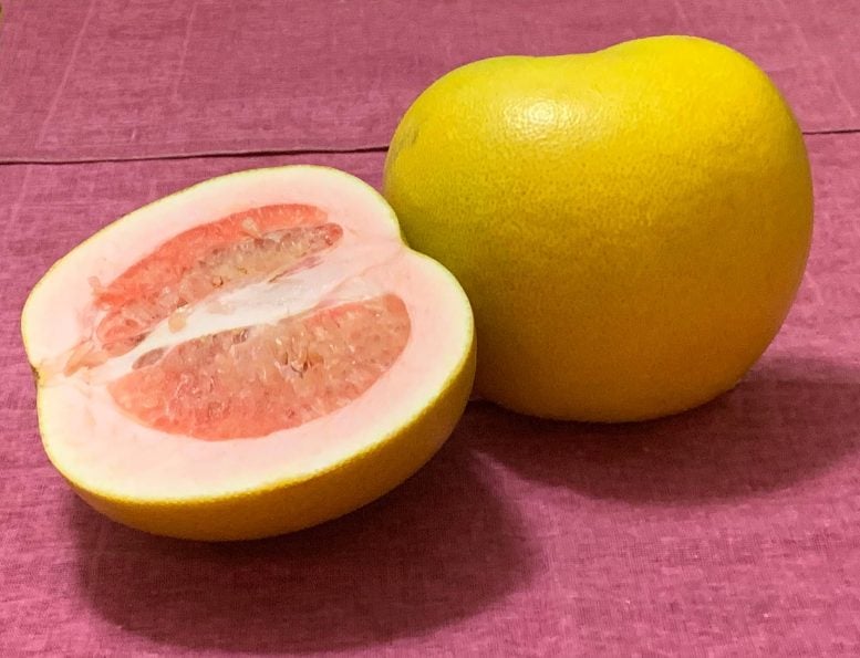 Pomelo Fruit Half