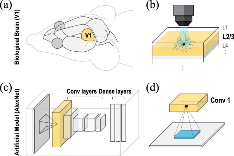 Information Processing Structures of the Brain’s Visual Cortex and Artificial Neural Networks