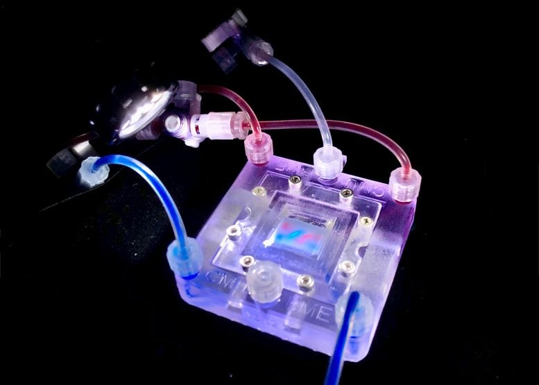 Collagen Based 3D Bioprinted Tissue Scaffold