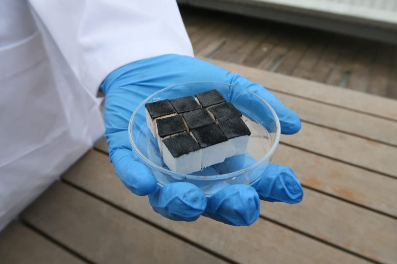 Carbon Coated Sponge Cubes Held in a Petri Dish