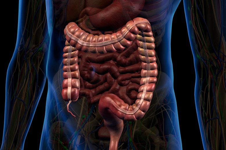 Male Large Intestine Anatomy Close Up