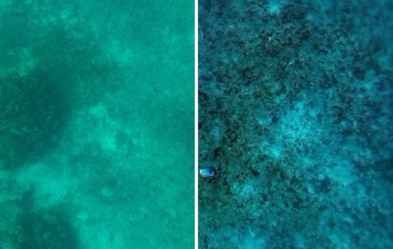 Underwater Scene With Original Photo and Color Corrected Version