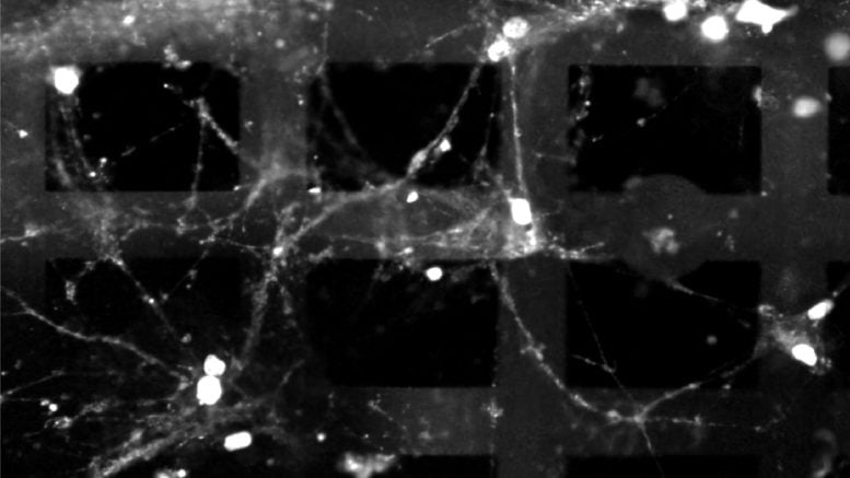 Biological Neurons on Electronic Mesh
